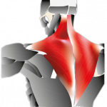 Músculo Trapecio: ¿Qué es?, origen, inserción, función, lesiones y más